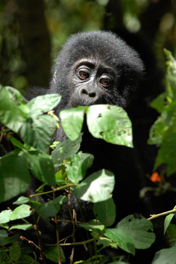 Nkuringo Bwindi Gorilla Lodge Exteriér fotografie