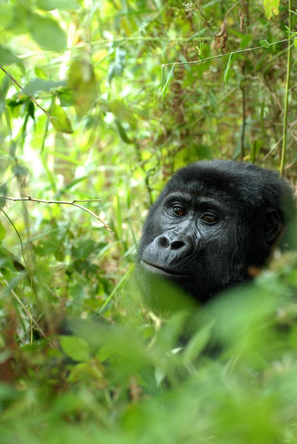 Nkuringo Bwindi Gorilla Lodge Exteriér fotografie